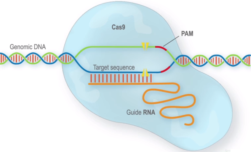 Crispr Cas9